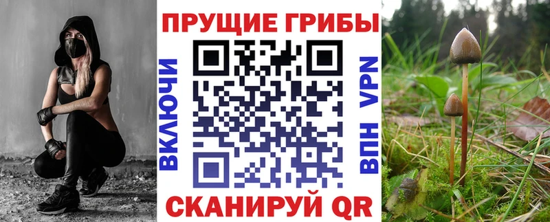 Псилоцибиновые грибы Psilocybine cubensis  Богородицк 